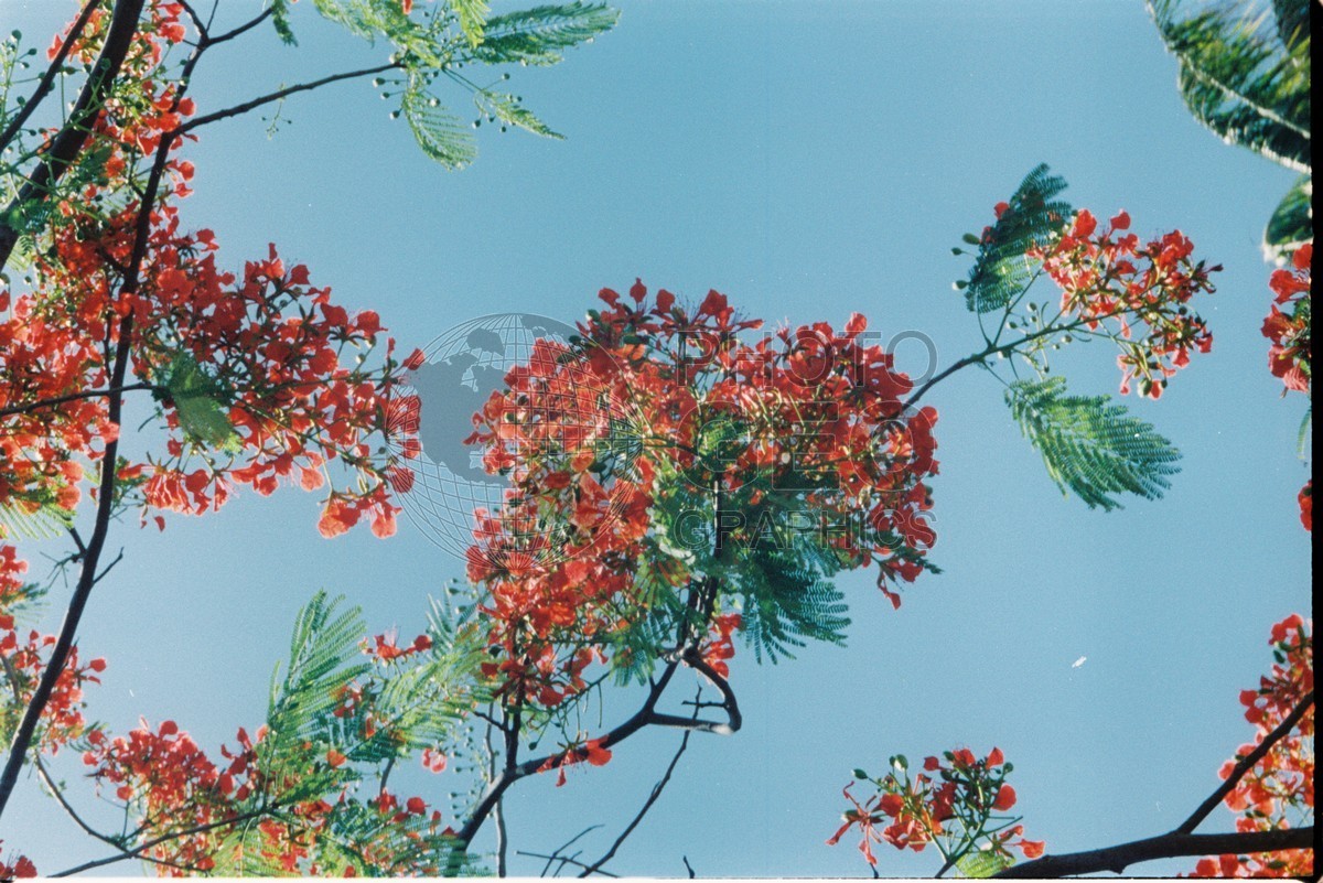 0110 Red Royal Poinciana Tree, Moorea, French Polynesia