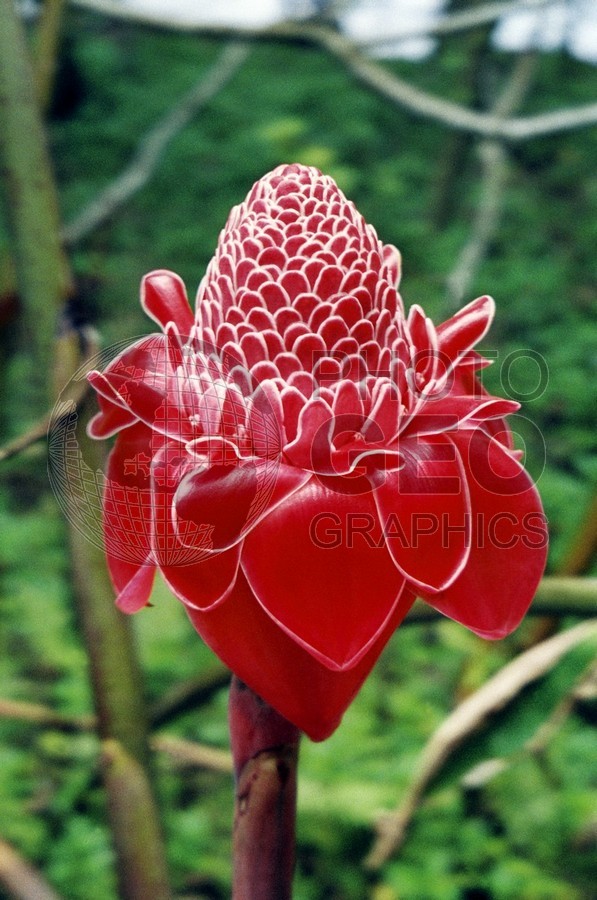 0111 Ginger, Moorea, French Polynesia