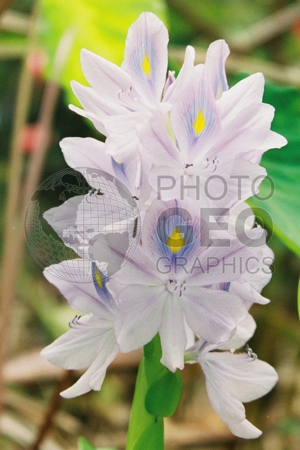 0112 Purple Flower, Moorea, French Polynesia
