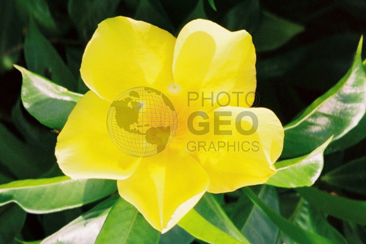 0114 Yellow Flower, Moorea, French Polynesia