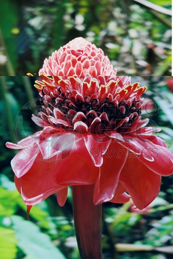 0115 Red Torch Ginger,, Moorea, French Polynesia