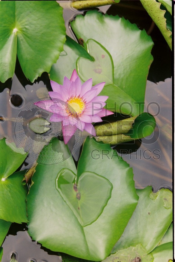 0116 Water Lilly, Moorea, French Polynesia