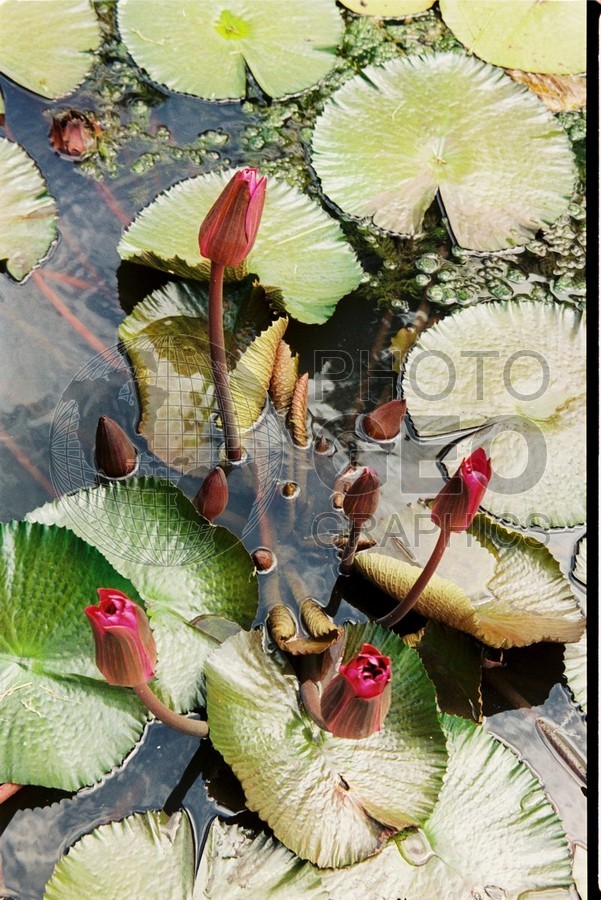 0118 Water Flowers, Moorea, French Polynesia