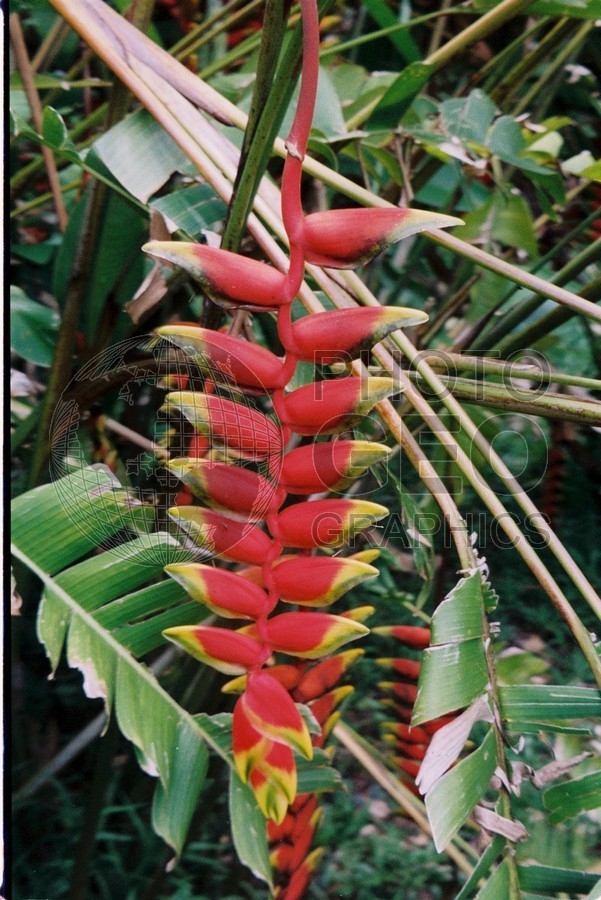 0120 Heliconias, Moorea, French Polynesia