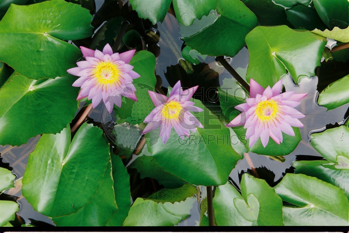 0126 Water Lillies, Moorea, French Polynesia