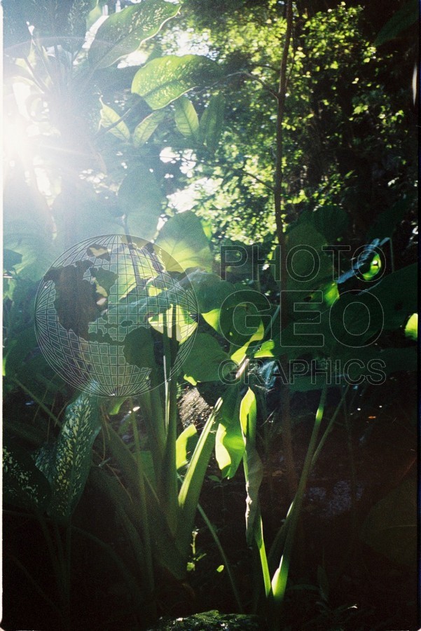 0132 Jungle, Moorea, French Polynesia