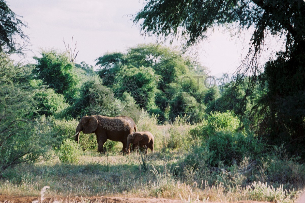 0136 Elephants, Kenya