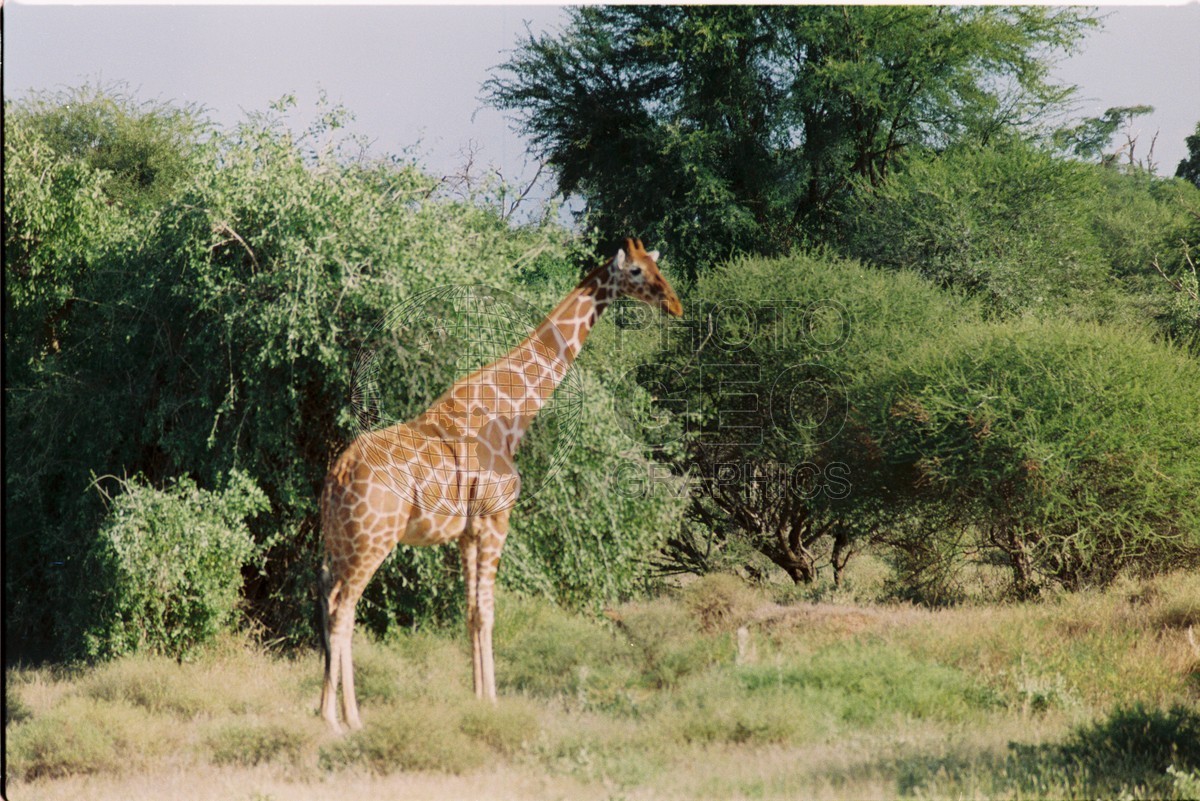 0138 Giraffe, Kenya