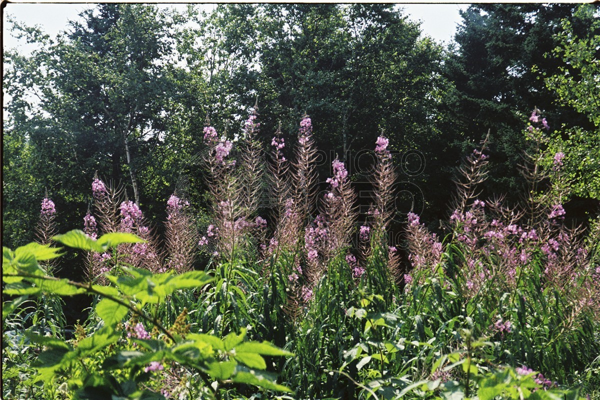 0144 Fireweed, ME