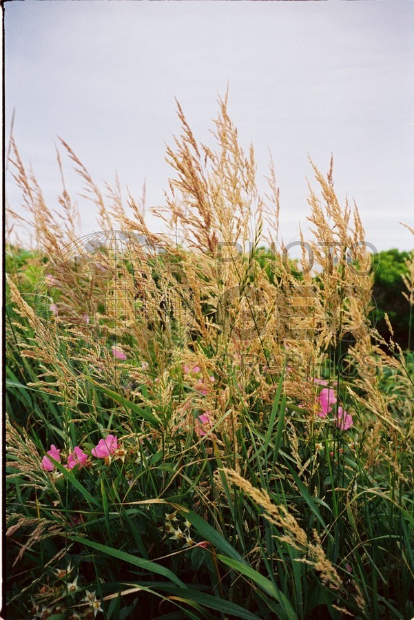 0157 Wildflowers, ME