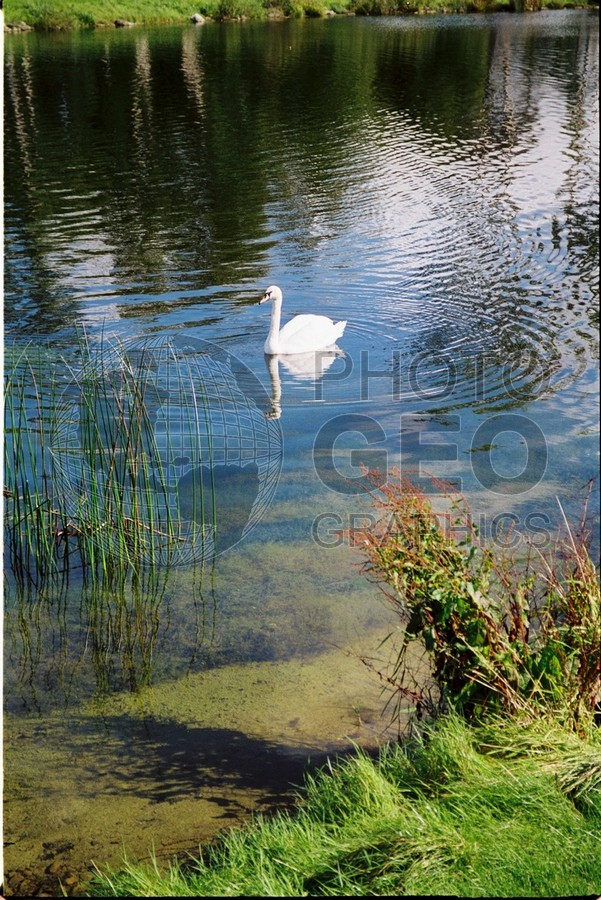 0197 Swan, Ireland