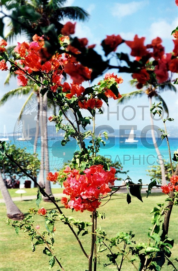 0223 The Beach in Front of Flamboyant Bush, St. John, U.S.V.I
