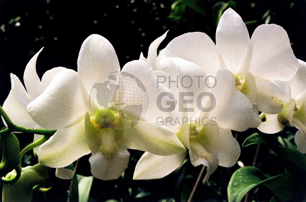 0228 White Orchid, St. Lucia