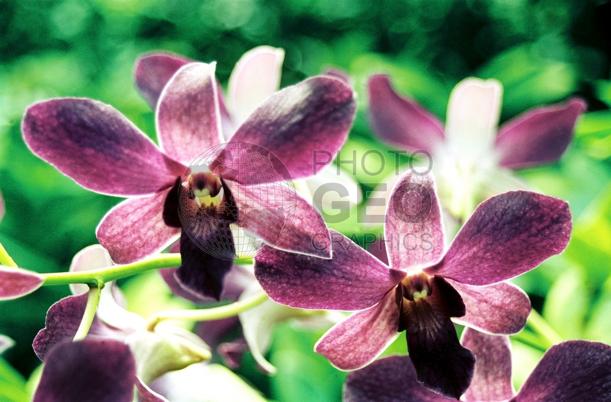 0229 Purple Orchid, St. Lucia