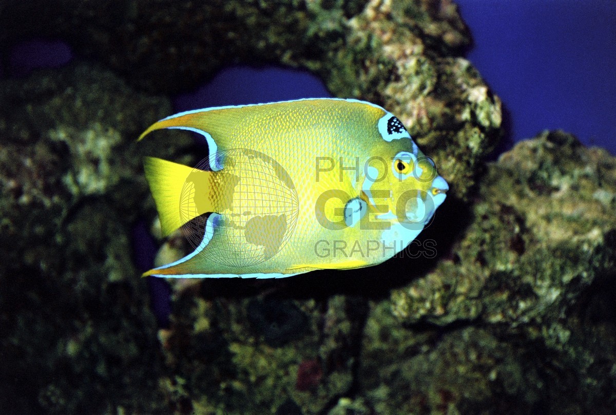 0232 Fish, The Atlantis, Paradise Island, Bahamas