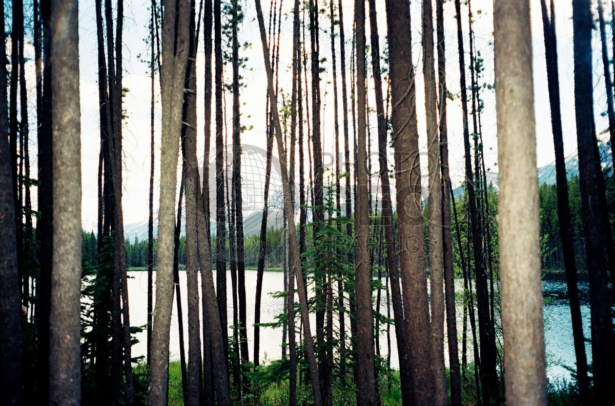 0252 Lake Through Trees, Lake Louise, AB