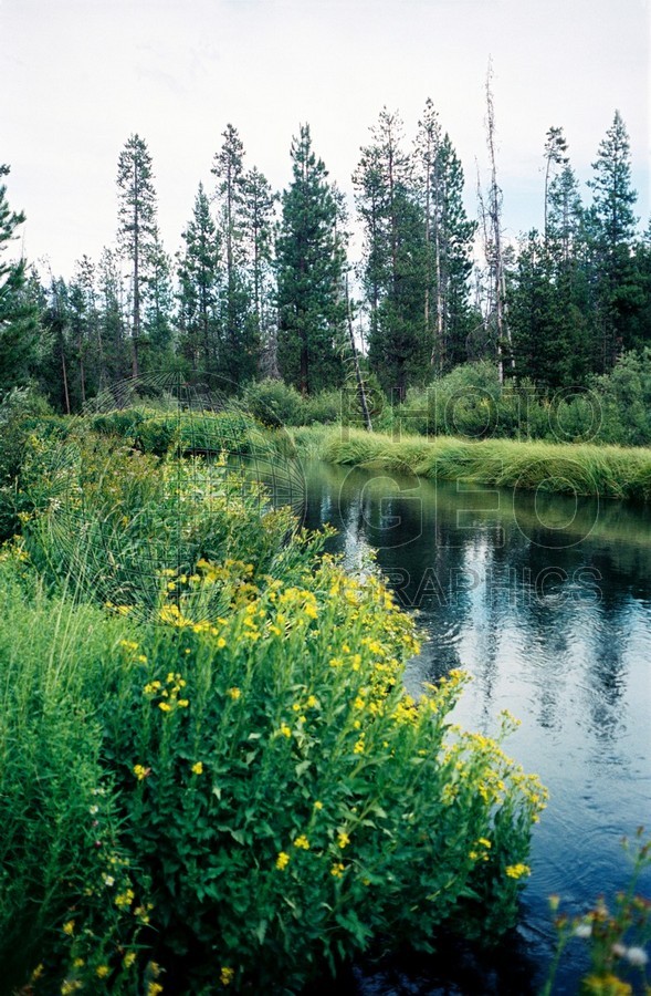 0260 Mountain Stream, OR