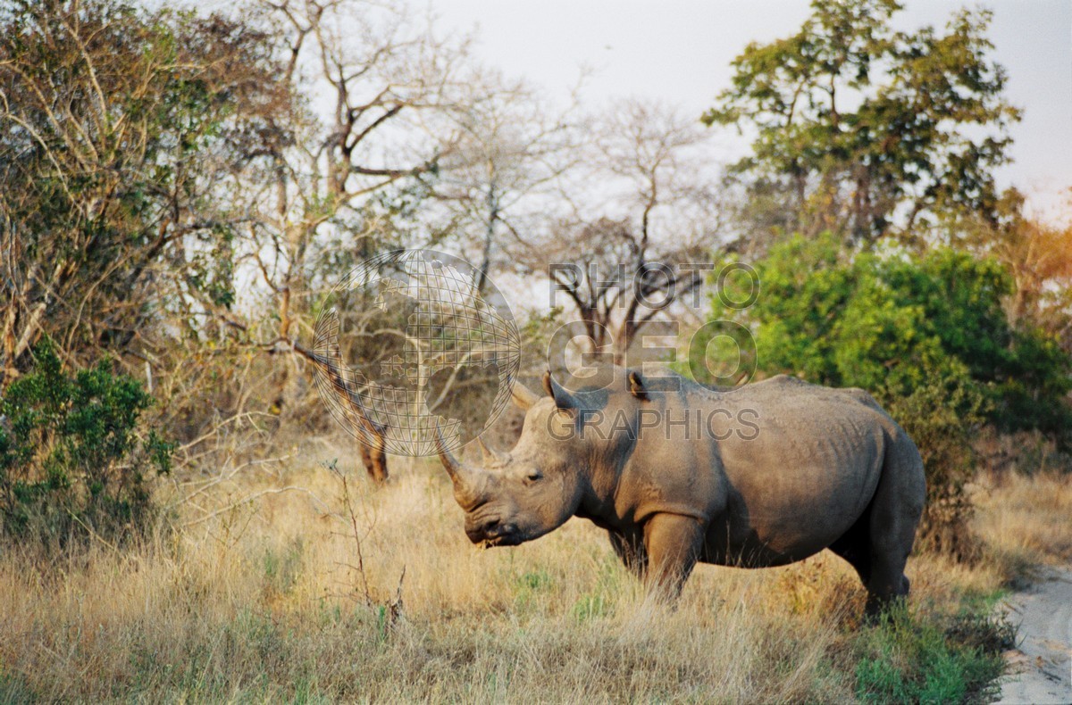 0308 Rhinoceros, Matetsi, Zimbabwe
