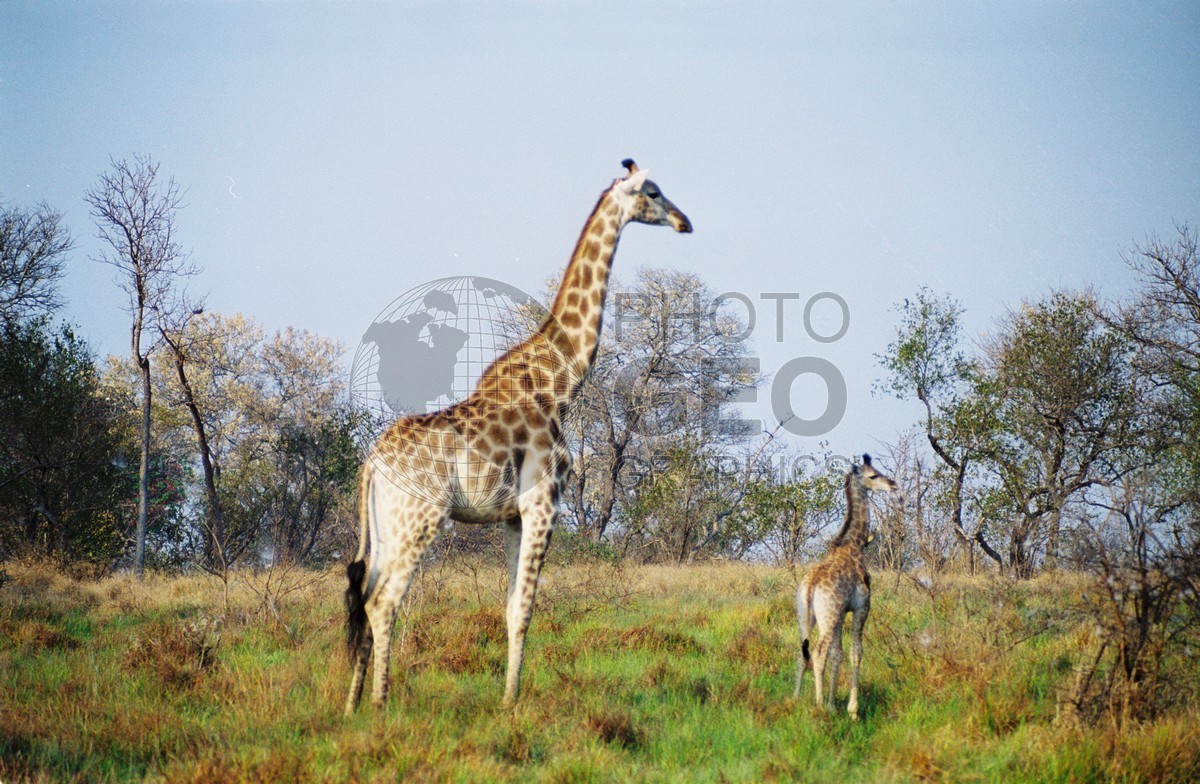 0309 Mother and Baby Giraffes, Matetsi, Zimbabwe