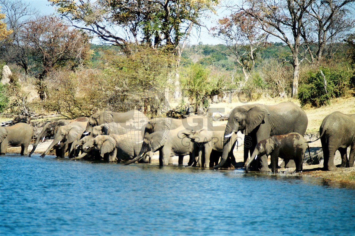 0310 Elephants Drinking out of Zambezi River, Matetsi, Zimbabwe