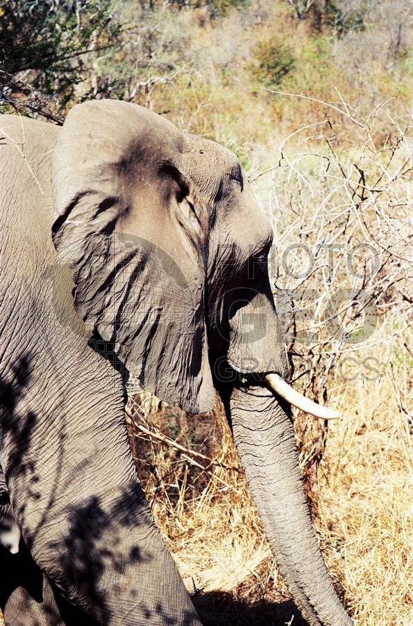 0311 Elephant, Matetsi, Zimbabwe