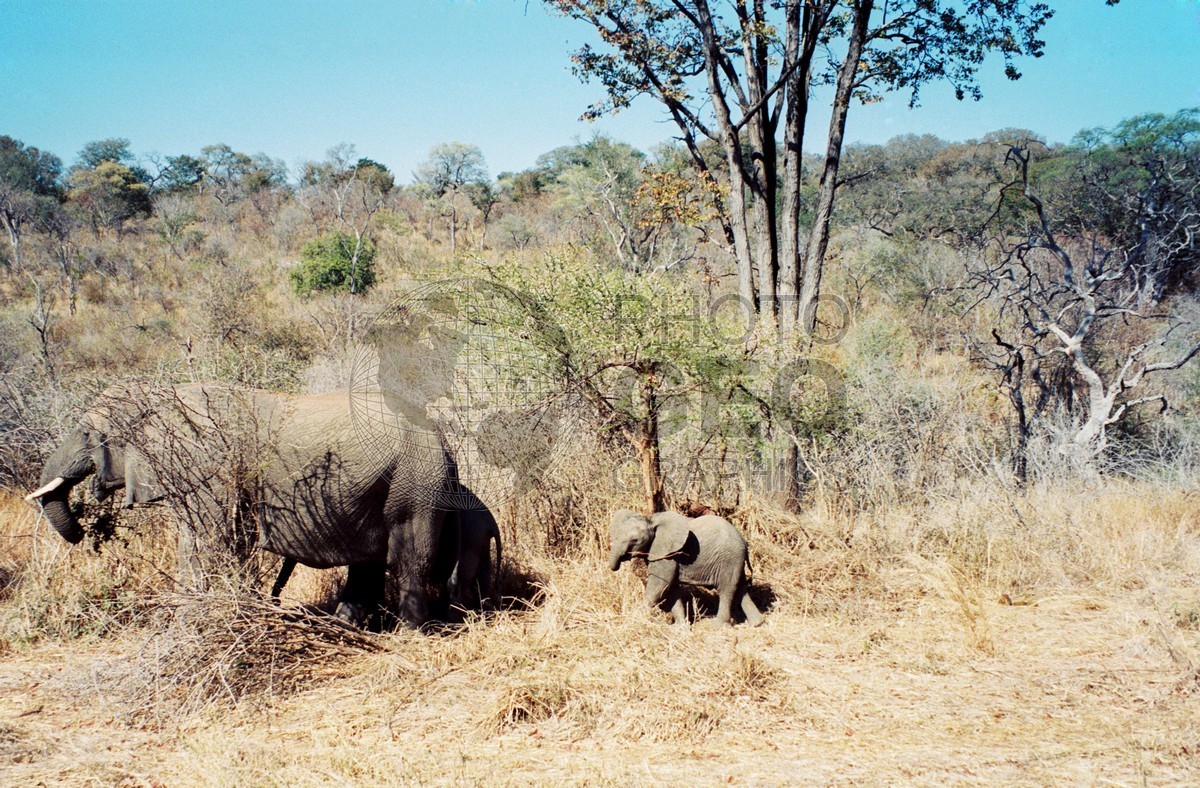 0313 Mother and Baby Elephants, Matetsi, Zimbabwe