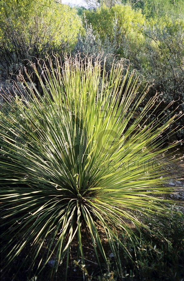 0357 Yucca Elata, Tucson, AZ