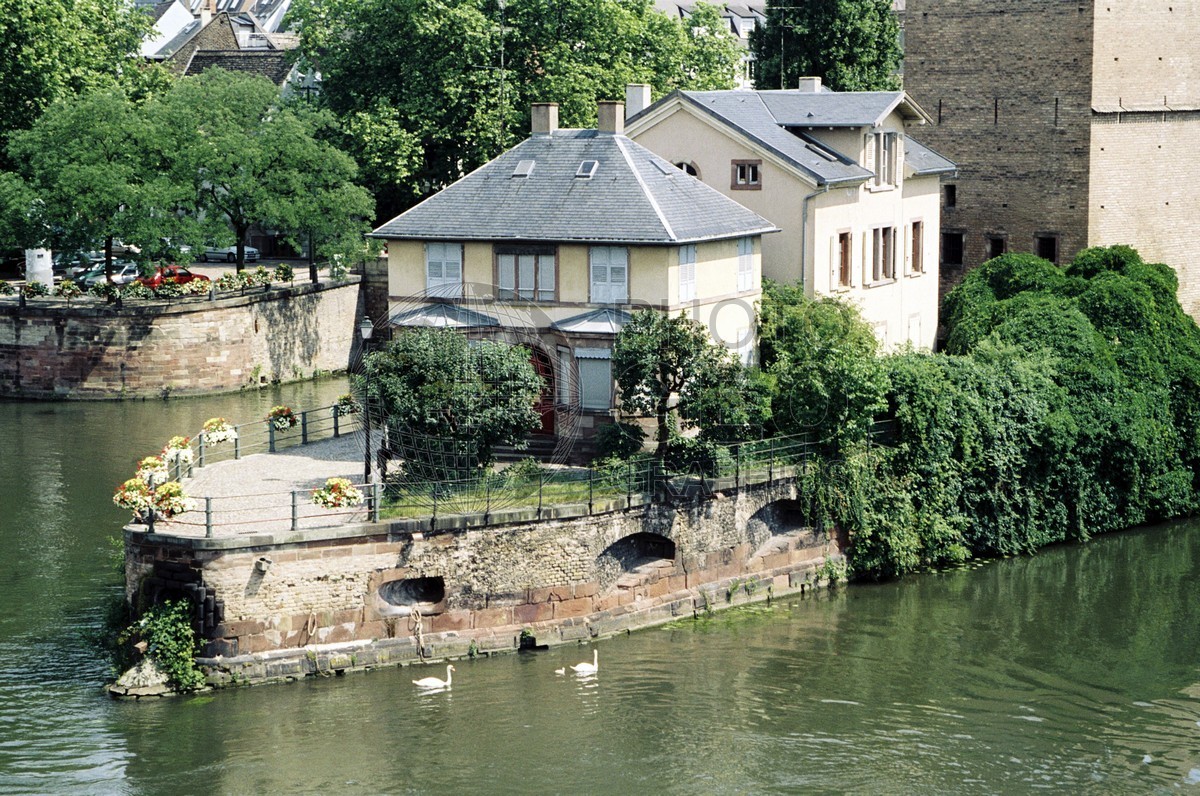 0440 Rhine River w/ Swans, Strasbourg, France