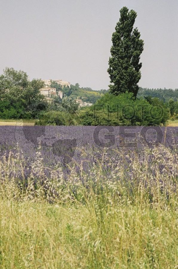 0442 Lavender Fields, Provence, France