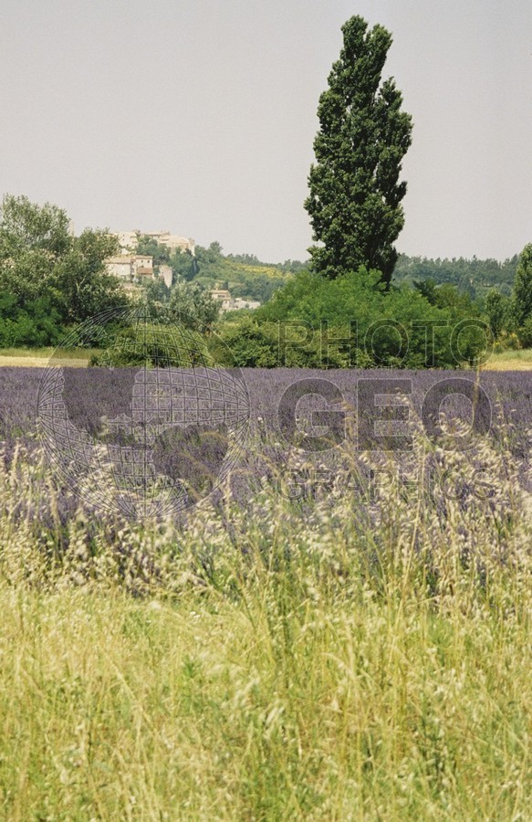 0443 Lavender Fields, Provence, France