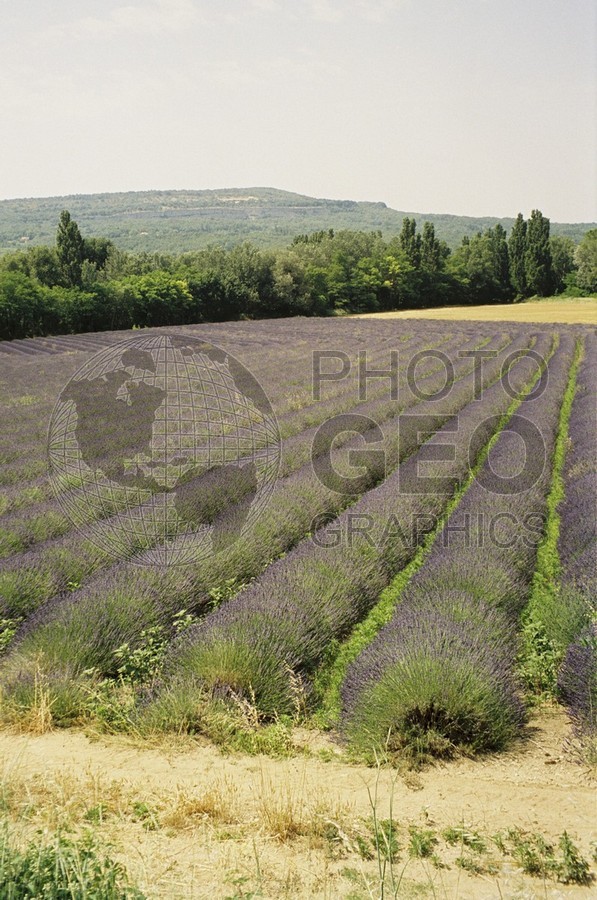 0444 Lavender Fields, Provence, France