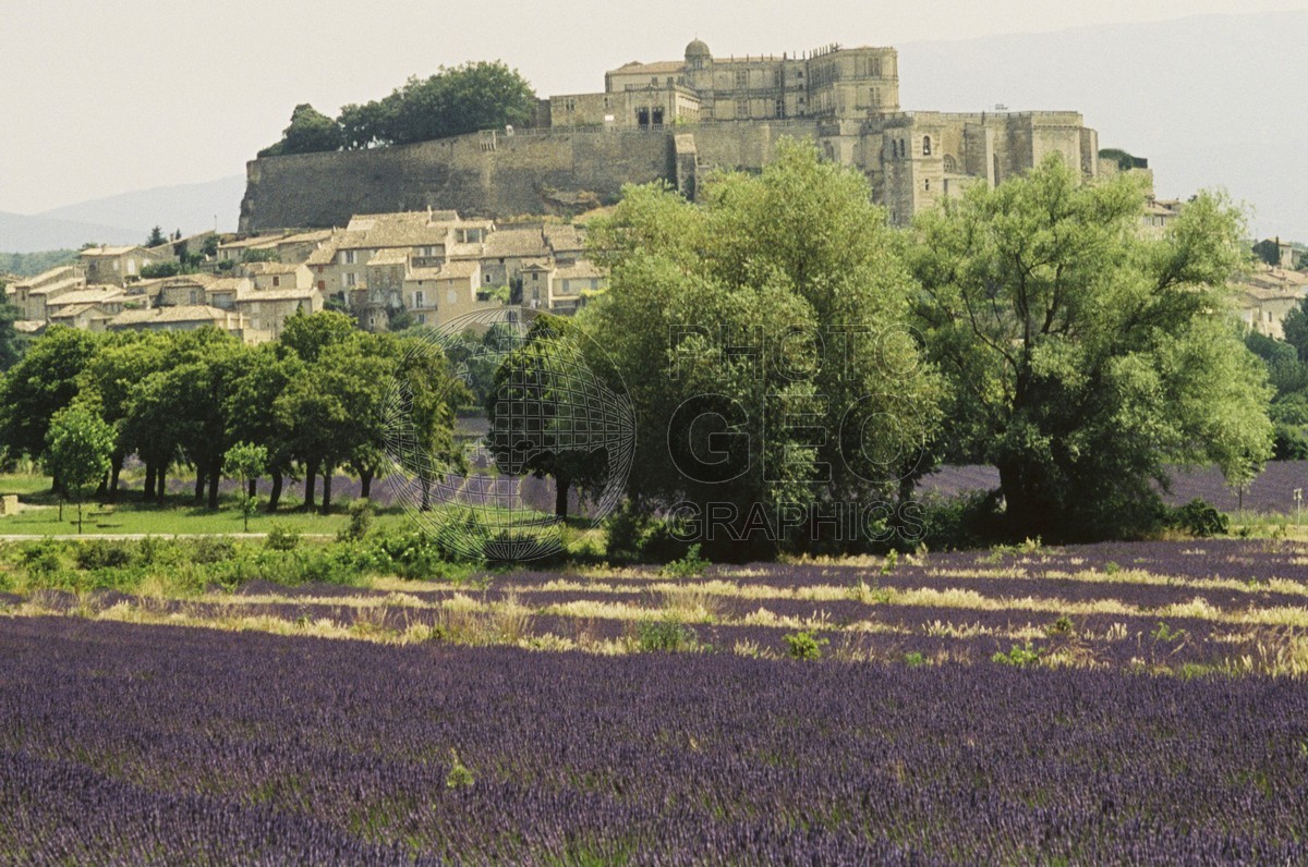 0445 Lavender Fields, Provence, France