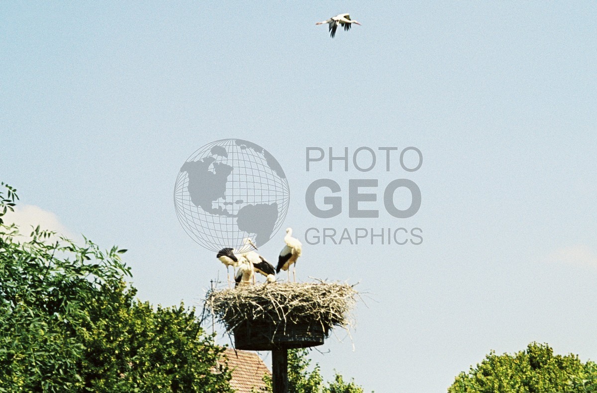 0449 Storks, Rouffach, France