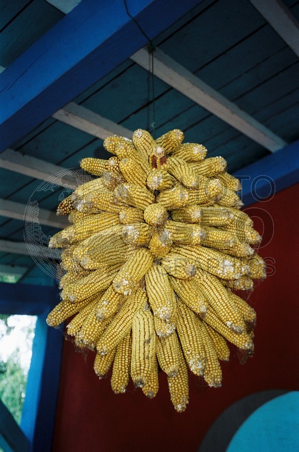 0470 Corn, Vonnas, France