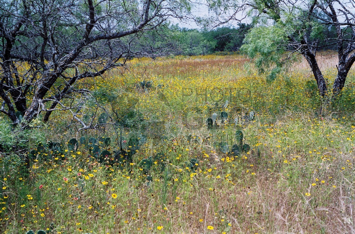 0505 Hill Country Spring, Fredericksburg, TX