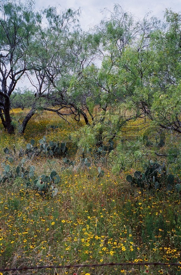 0506 Hill Country Spring, Fredericksburg, TX