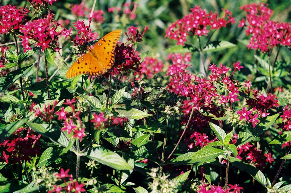0507 Monarch Butterfly, Point Clear, AL