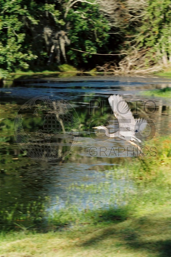 0510 Egret, Point Clear, AL