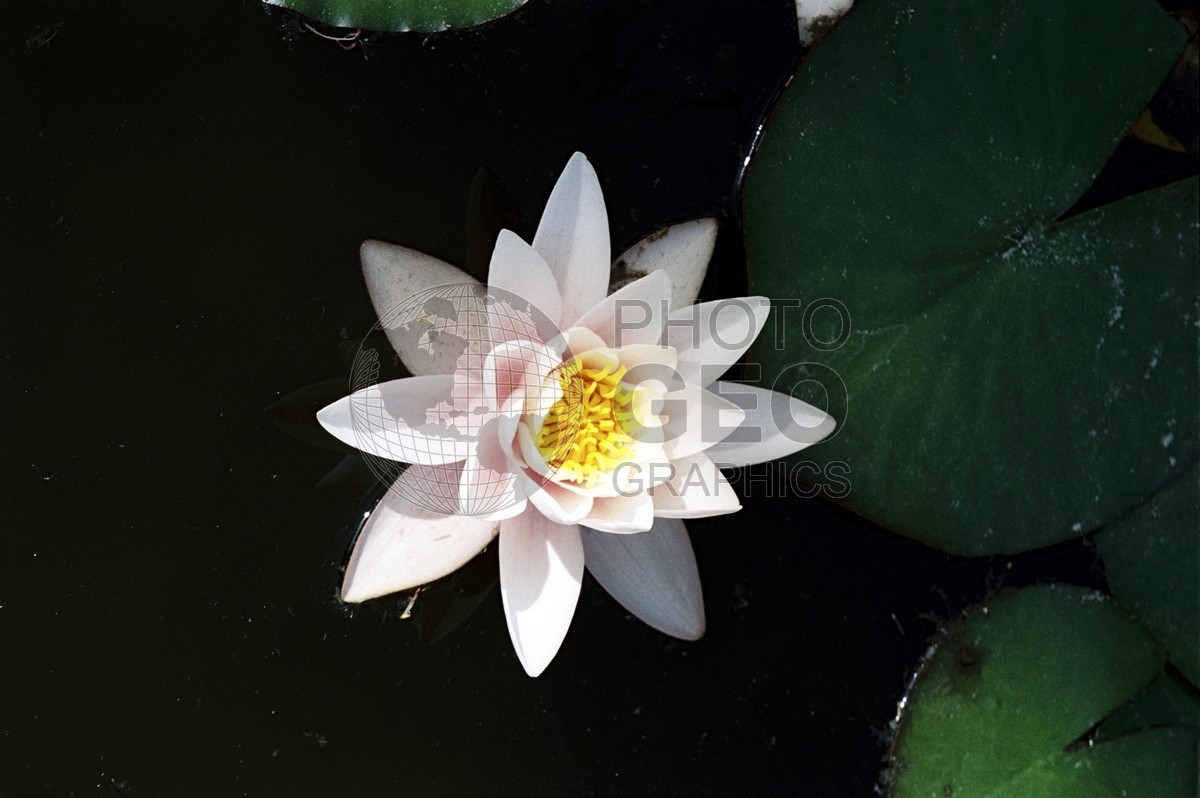 0520 Water Lilly, Palm Beach, FL