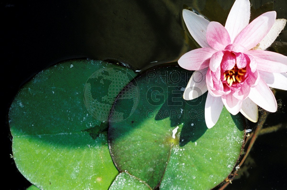 0521 Water Lily, Palm Beach, FL