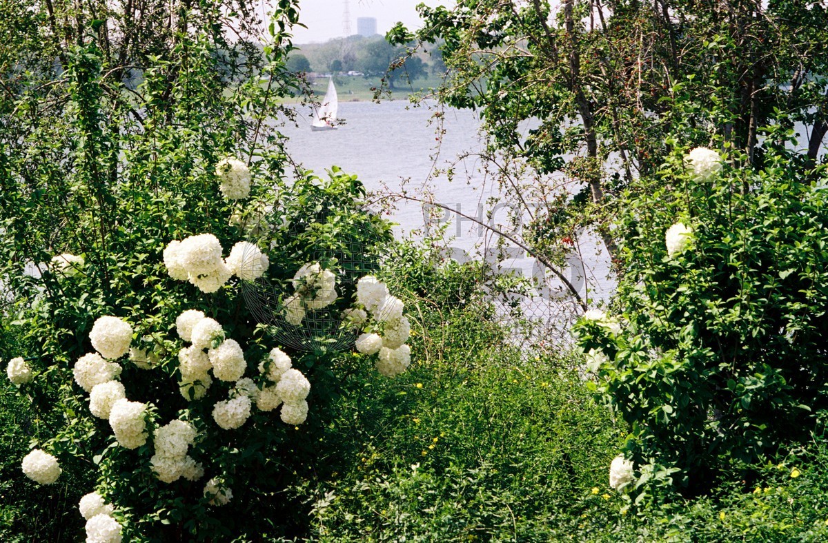 0532 Sailboat and Flowers, Dallas, TX