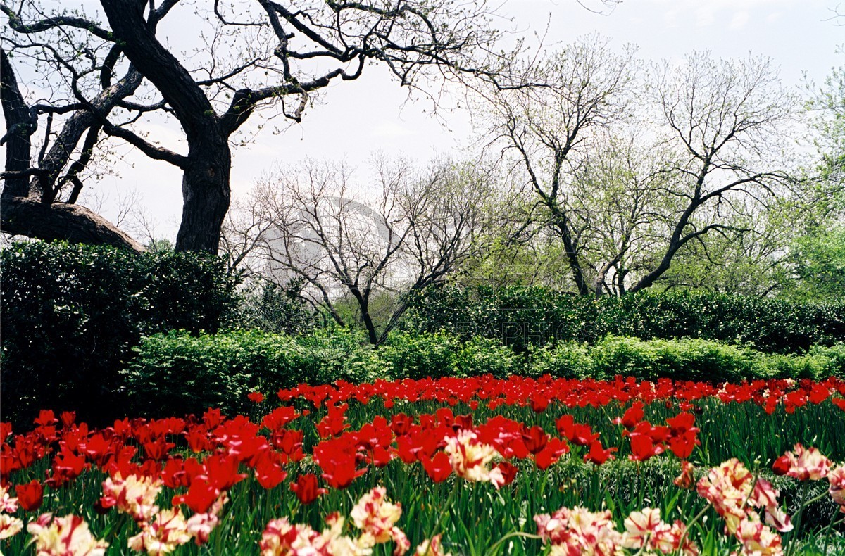 0533 Red Tulips, Dallas, TX