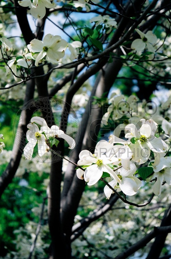 0534 Dogwood, Dallas, TX