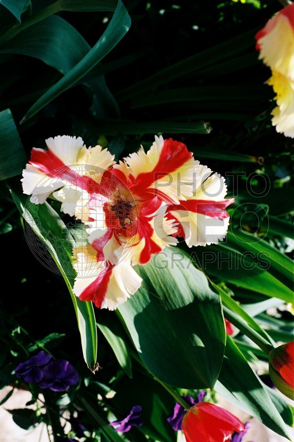 0535 Red Stripe Flower, Dallas, TX