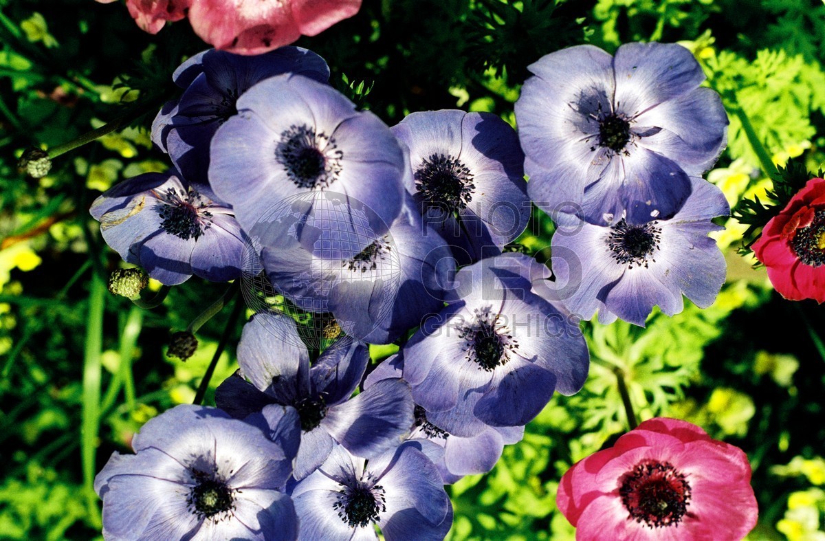 0536 Purple Flowers, Dallas, TX