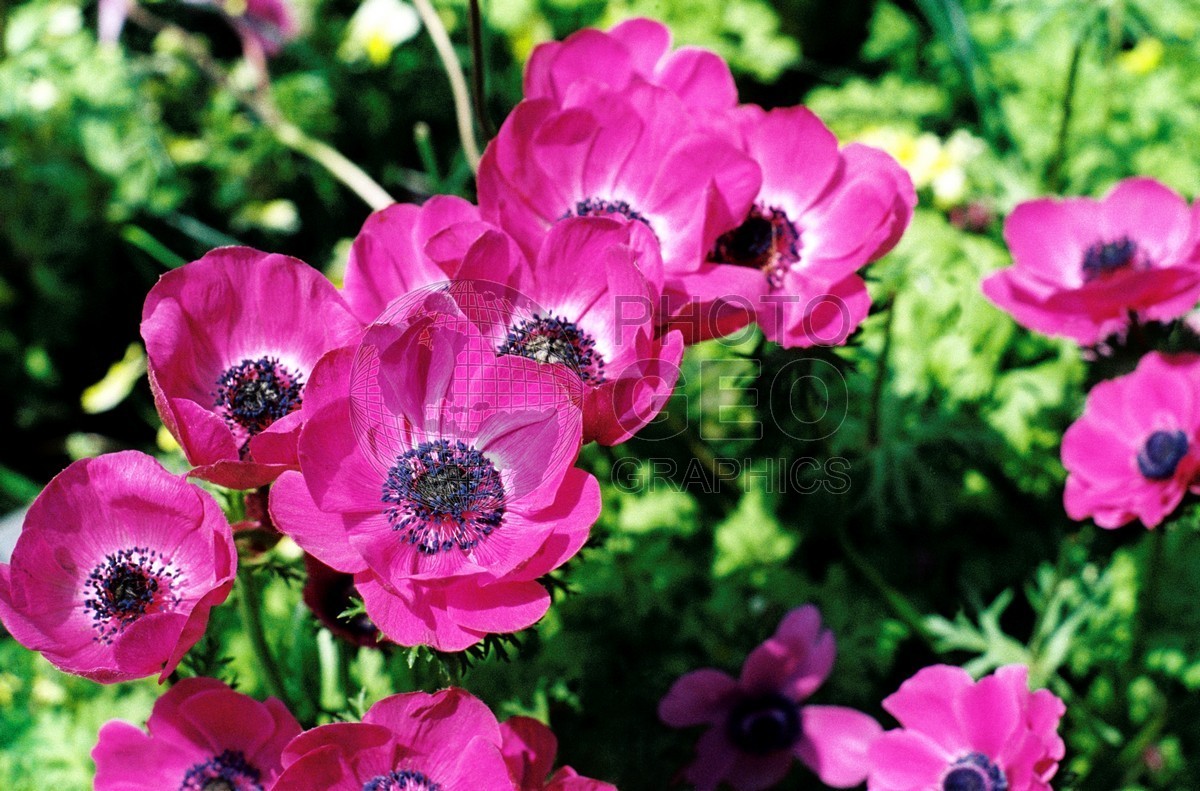 0537 Pink Poppies, HI