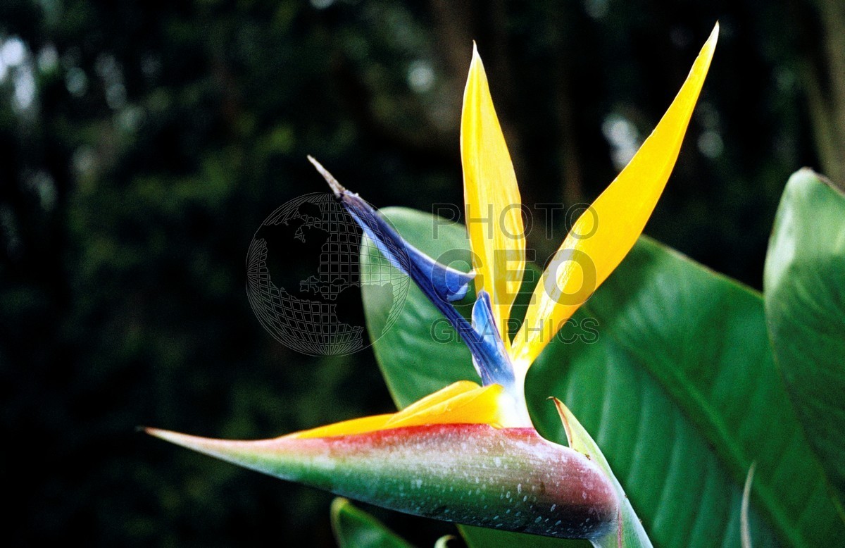 0552 Bird of Paradise, Lanai, HI