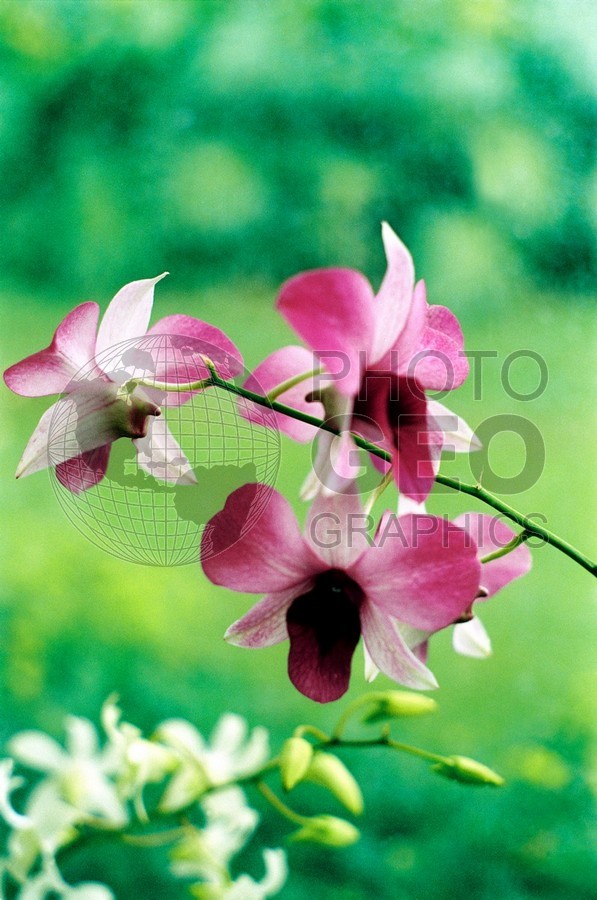 0553 Orchid, Lanai, HI