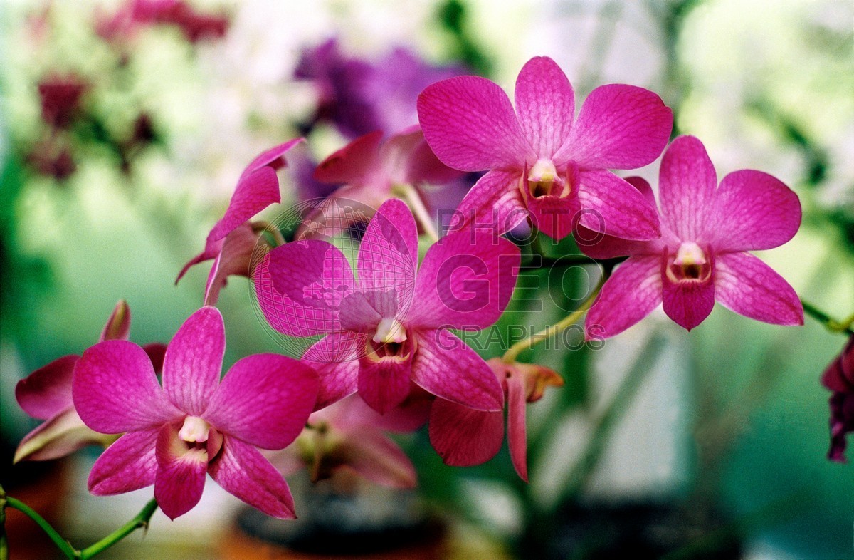 0554 Orchid, Lanai, HI
