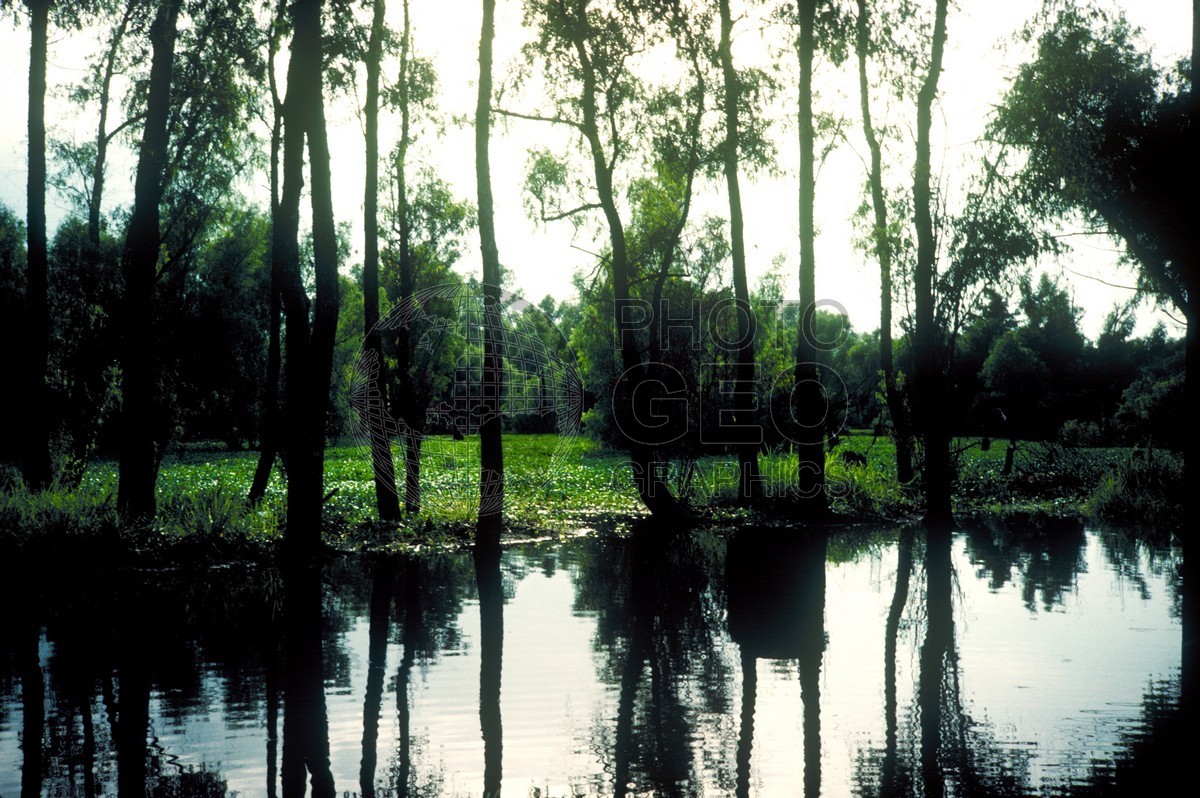 0749 Swamp, LA